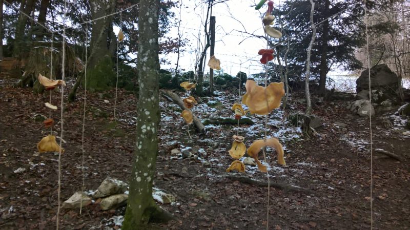 WP_20170224_16_50_21_Pro